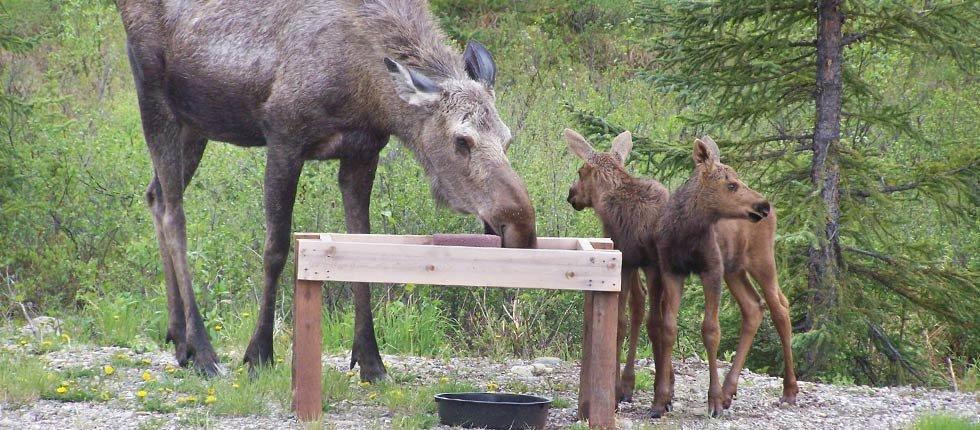 Denali Touch Of Wilderness B&B Healy Exteriör bild
