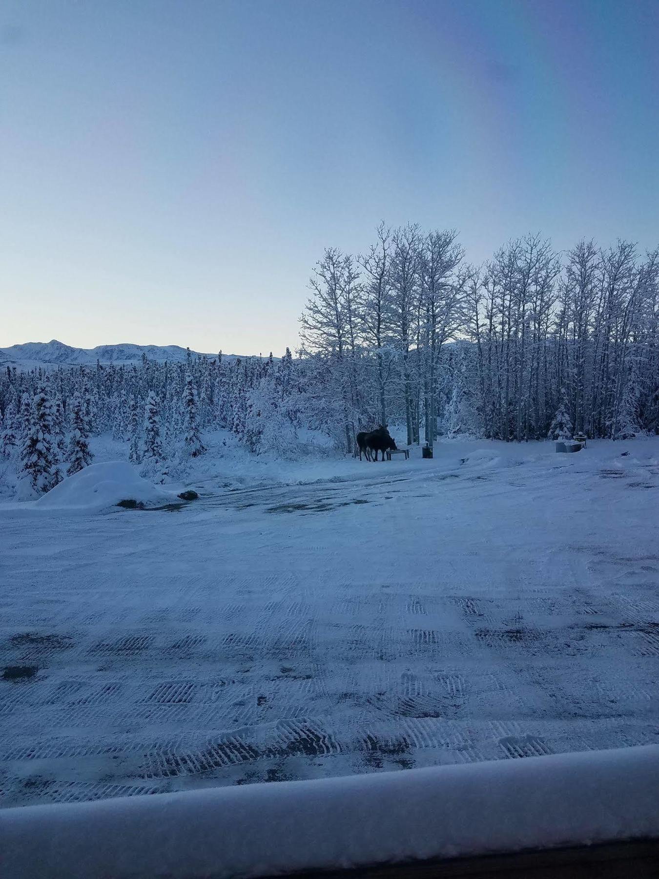 Denali Touch Of Wilderness B&B Healy Exteriör bild